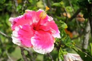 Pink Hibiscus